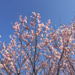 今年の桜、例年にも増して美しい。気持ちが景色を変える。 #594