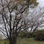 明日、余命宣告をされても後悔なし。それが今の人生。 #3162