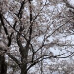 家族で居酒屋。それは幸せ時間。 #3160