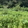 朝から家族と食事。そんな贅沢。 #3342