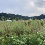 挑戦しての後悔。それは時間が解決してくれる。 #3357