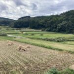 不自由の中にある自由。これが求める「自由」だった。 #3362