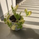 あゝ、サラリーマン時代の全てが懐かしい。 #3378