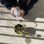 カイワレ大根の花が咲いた。幸せは今、ここにある。 #3510