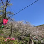 再び母校の入学式へ。かつて暗黒時代だったけれど。。。 #3528