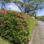 人生は一本道。頭では分かっているけれど。。 #3543