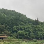 仕事終わりに蛍舞う。そんな贅沢。 #3571