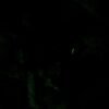 家族で蛍見物。幸せ時間。 #3583